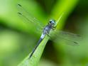 Cannaphila insularis (Gray-waisted Skimmer) male.jpg